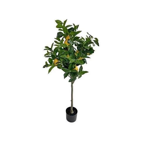 DRZEWO CYTRYNOWE W DONICY H 130 CM | SPENSEN Sprawdź teraz